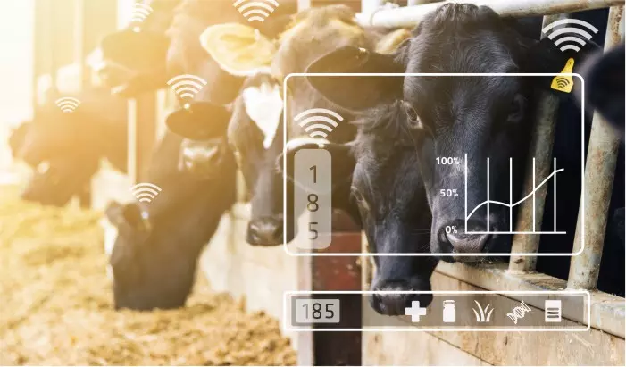 Cervoz_Livestock Feeding Solution